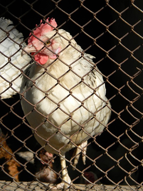 曼城的鋒線 曼城的鋒線